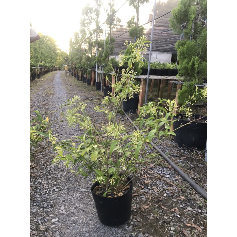 Caykiengsadec Cây dạ lý hương