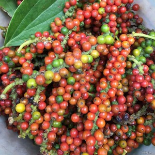 Tiêu hạt daklak 500gr