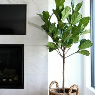 Cây Bàng Singapo ( loại lớn cây thật )