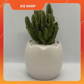 Chậu Trồng Cây Cảnh Mini - 7x7x8 Cm - Gốm Sứ Bát Tràng - Mầu Trắng - Trứng