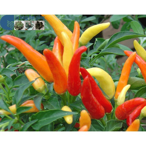 ( SIÊU RẺ ) Hạt Giống Ớt Chỉ Thiên F1 30H