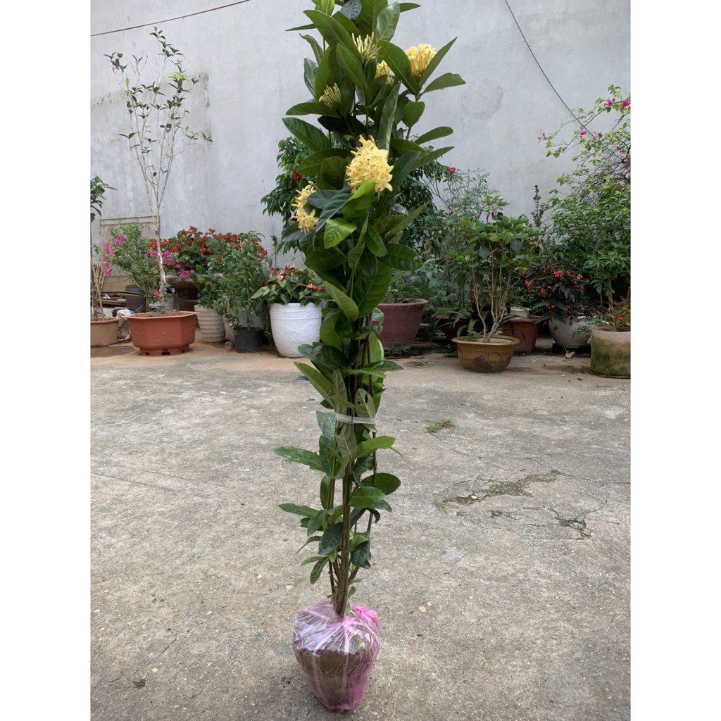 Cây Hoa Mẫu Đơn Ta Thoát Thân Gốc Khỏe, Cao Trên 1m, Hoa Nở Quanh Năm, Làm Cây Kiểng Trang Trí Sân Vườn...(ẢNH THẬT)