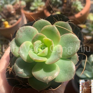 Sen Đá Bèo (Bánh Bèo)🧜‍♀️🧜‍♀️🧜‍♀️Size Bầu