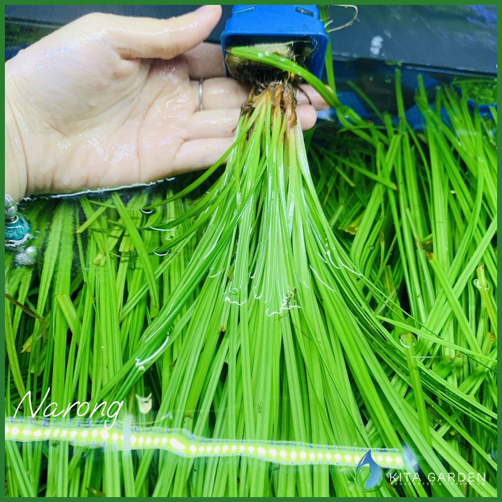 Cỏ Narong | Cây Thủy Sinh Hậu Cảnh
