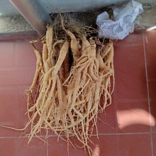 Sâm dây Ngọc Linh size to