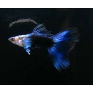 Cá 7 màu hb blue gen 30k/ đôi