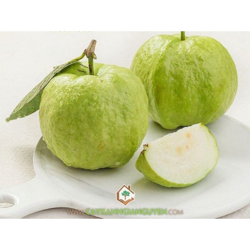 Ổi tươi ngon dòn, ngọt