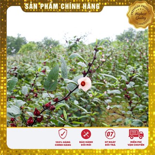 Hạt giống Hoa Atiso đỏ ( Bụt giấm 10 HẠT )