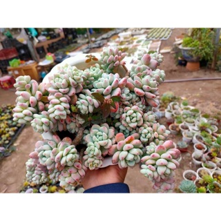 SEN ĐÁ SỎI THIÊN THANH HÀN QUỐC CHẬU LỚN