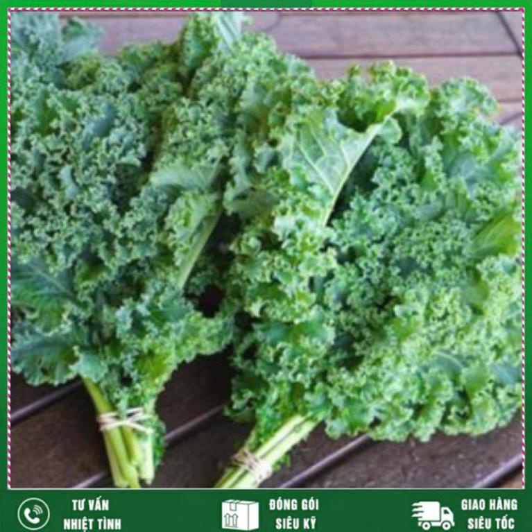 Cải xoăn Kale -Việt Á,giàu dinh dưỡng, dễ trồng