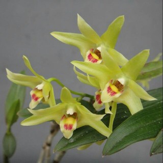 Hoa phong lan thạch hộc tía chậu phi 12