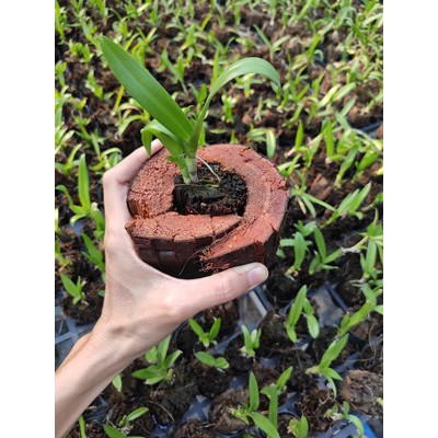 10 Chậu nhựa trồng lan dendro (chậu size 10)
