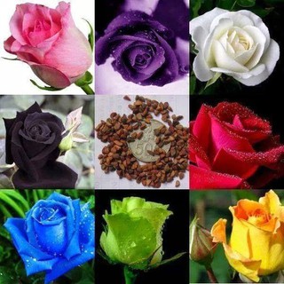 Hạt giống hoa hồng hà lan mix 20 hat