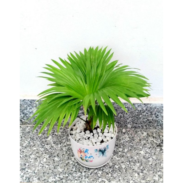Cây cọ nhật mini để bàn