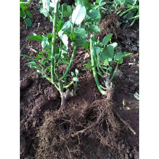 Cây giống hoa hồng ngoại gốc đại, giá siêu rẻ 10k 1 gốc