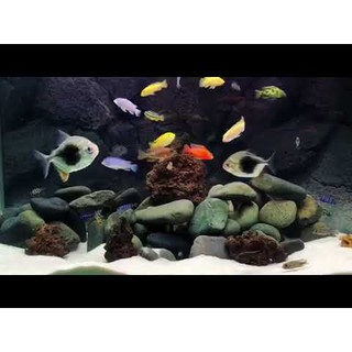 thức ăn cá Ali (Ali Cichlid Food) 100Gr