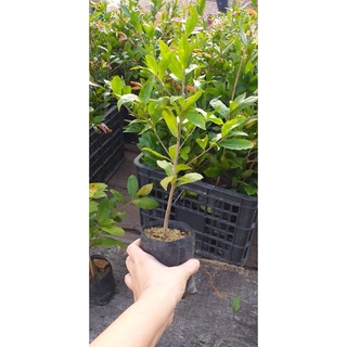 1 cây mai vàng quấn rễ (cao 50cm) ( sản phẩm có bảo hành toàn quốc)