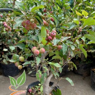 Táo đỏ cherry đang trái chi chít