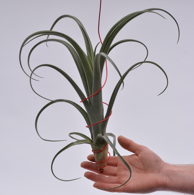 Cây không khí Tillandsia curly slim