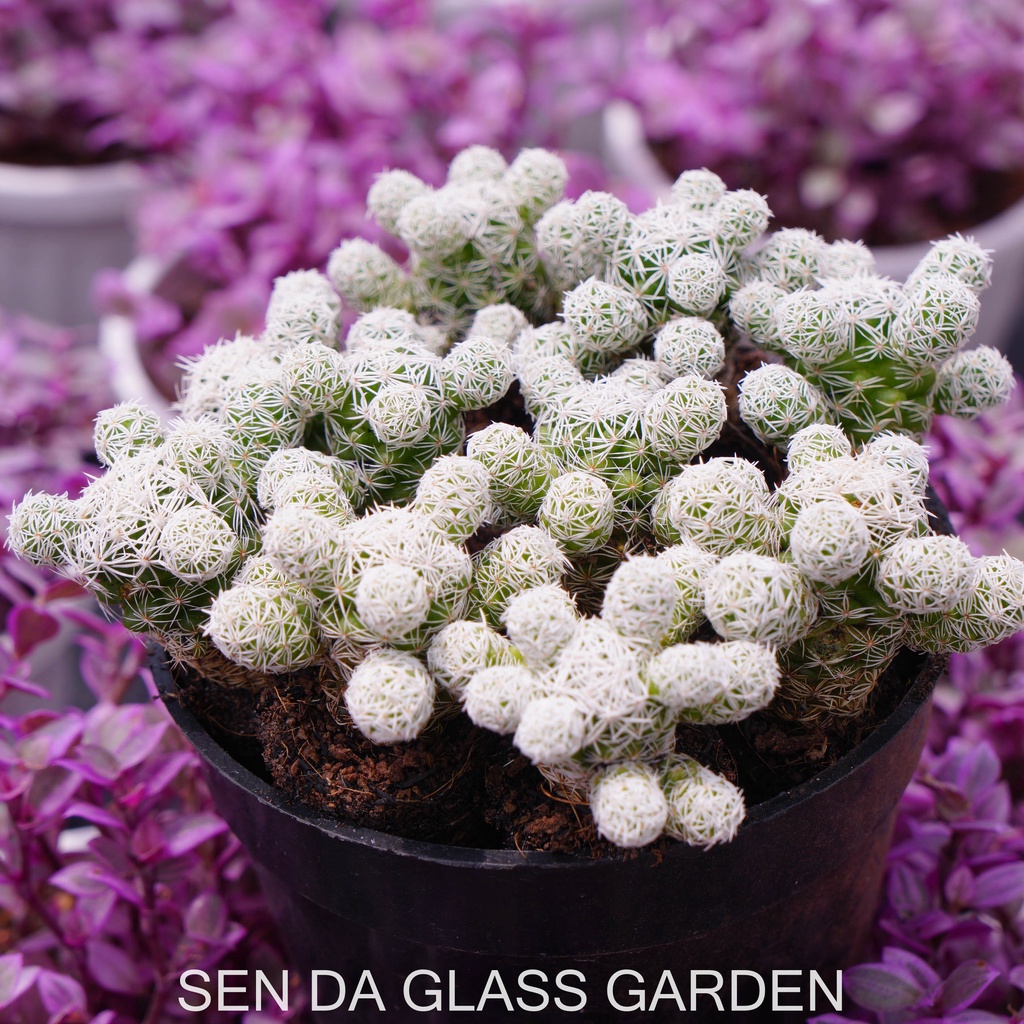 Xương rồng trứng chim GLASS GARDEN size mini 3cm, Siêu rẻ, dễ trồng, khỏe