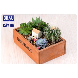 🔥Chậu gỗ Original trồng cây tiểu cảnh