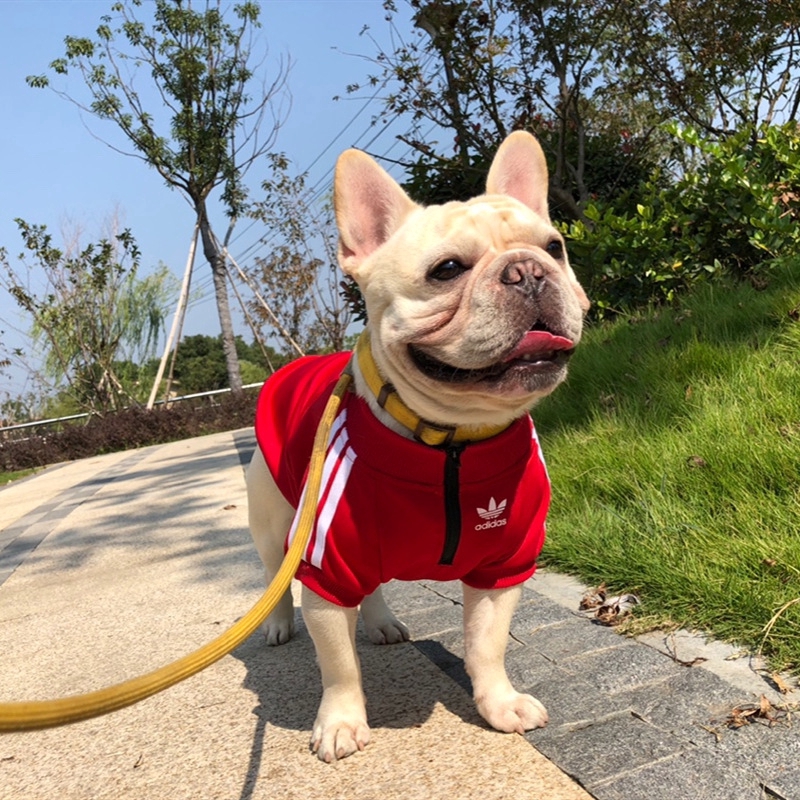 Mùa xuân và mùa thu Quần áo cho thú cưng Quần áo cho thú cưng Quần áo cho mèo Quần áo cho mèo Coquibago Shar Pei Bulldog Pháp Bulldog Teddy Quần áo cỏ ba lá Mẫu adi Áo len