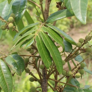 cây nhãn ghép (nhãn Sông Mã)