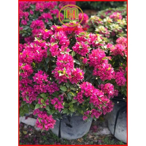 Siêu ra hoa Mai vàng Nutrilux super flower gói 100g phân hóa mầm hoa phun trước giai đoạn cây chuẩn bị ra hoa