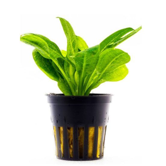 Cây thủy sinh Trầu Lùn Tropica - Lá cạn - 1 cây