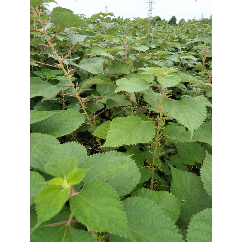 Cây gai giống 1 kg