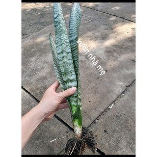 Cây lưỡi hổ xanh cao 30-60cm thanh lọc không khí