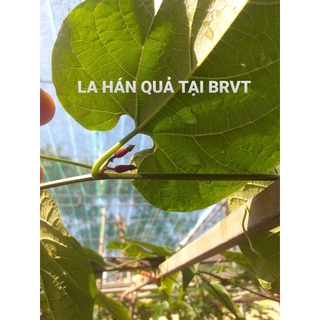 cây giống La Hán Quả