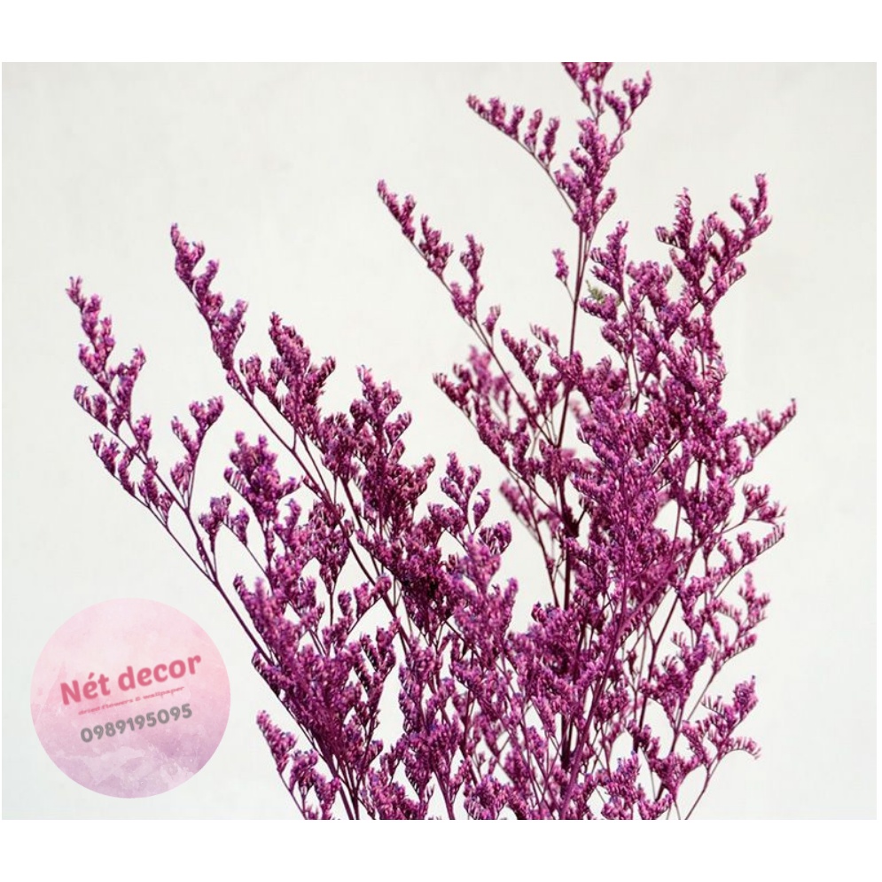 🍁 Hoa khô handmade 🍁 Nhánh hoa Sao Tình Nhân khô làm thiệp quà tặng 🍁 hoa khô nguyên liêu