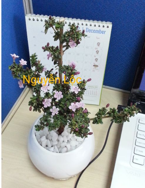 Cây bạch tuyết mai/ hồng loan mai- Hoa kiểng Nguyễn Lộc- Cây giống chất lượng cao