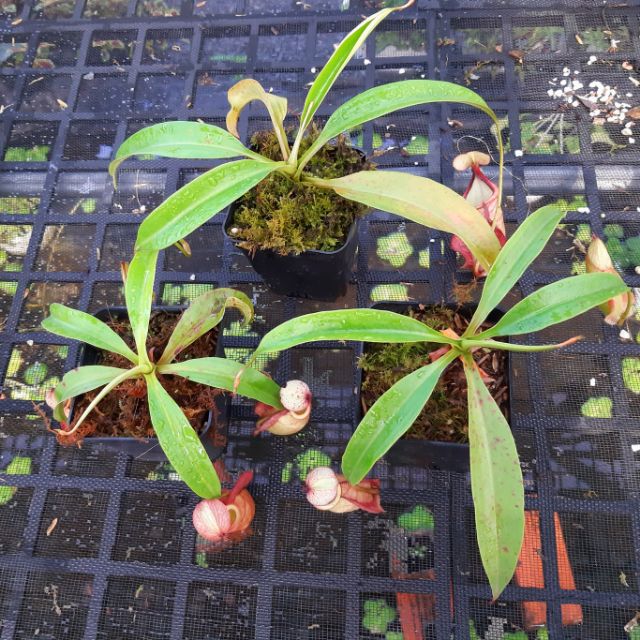 Cây bắt mồi, cây nắp ấm N. viking x rafflessiana F2 ấm đa dạng màu sắc (kèm chậu và chất trồng)