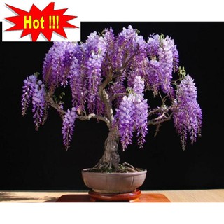 Hạt giống Hoa Tử đằng (5 hạt)