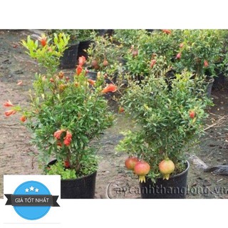 Hạt giống Lựu đỏ lùn (15 hạt)