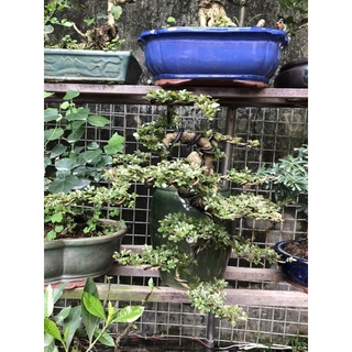 Cây cần thăng cây phong thuỷ ( 100% y như hình ảnh )