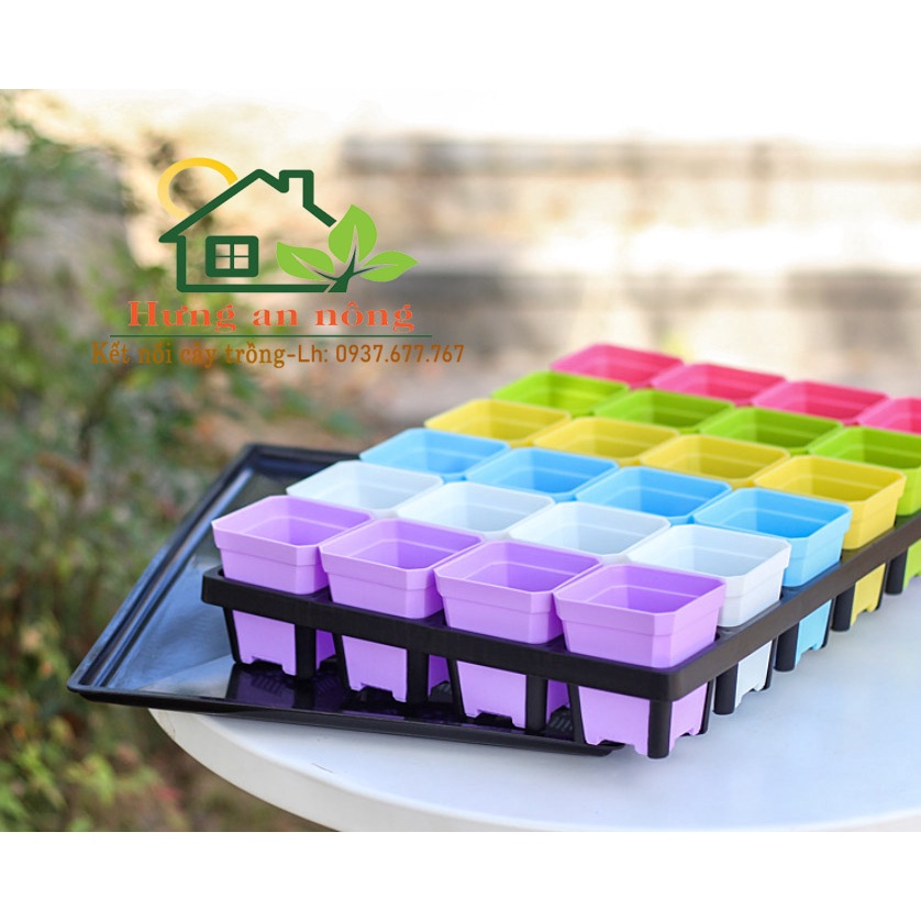 Combo đăc biệt - khay chữ nhật 24 ô vuông, vỉ lót khay và 24 chậu vuông 7x7x8 ĐB mix màu, nhựa dầy xin cao cấp