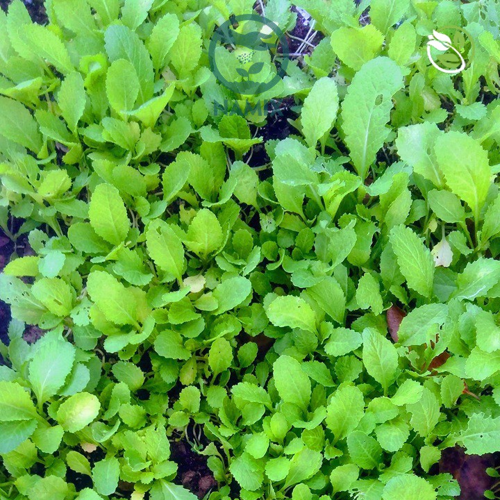 Hạt giống Cải Ăn Non Baby PN-912 Phú Nông - Gói 20g - Baby Leaf Mustard