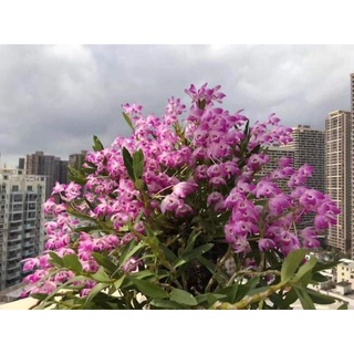 Lan đùi gà hoa tím ghép dớn nhiều rễ nhiều mầm