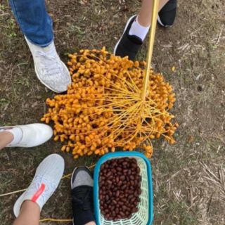 Cây Chà là thái... loại Chà Là ăn trái