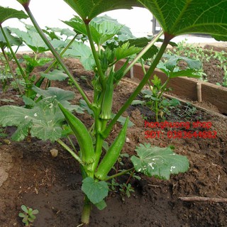 Hạt giống đậu bắp gói 20 gam