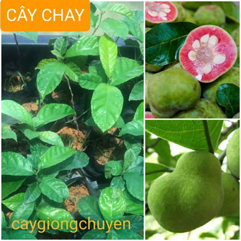 CÂY CHAY GIỐNG ( cây thật xem ảnh số 4 )