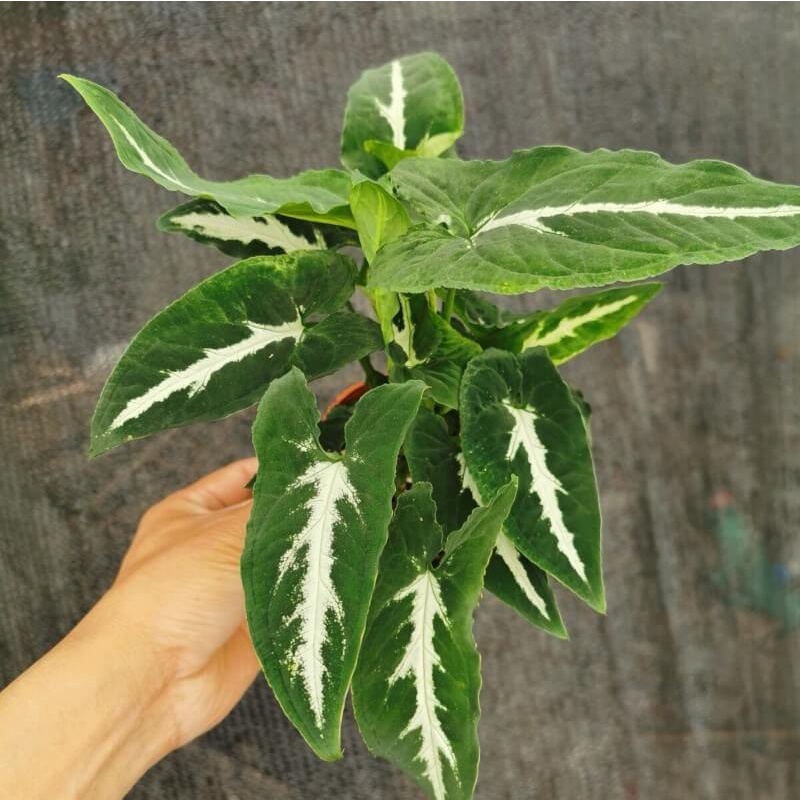 Cây Syngonium wendlandii Silver Goose Foot (Trầu Bà Nhung) chậu nhựa 10cm