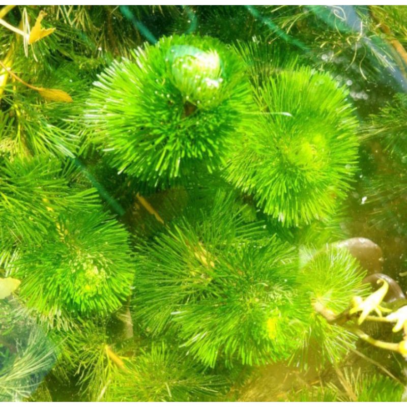 rong trang trí bể cá 10k 1 bịt