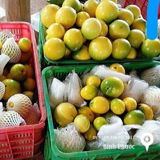 Vú sữa hoàng kim (Combo 2 cây )