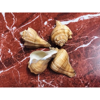 Vỏ Ốc Đùi gà - Ốc mượn hồn - Vỏ ốc đẹp - Siêu rẻ