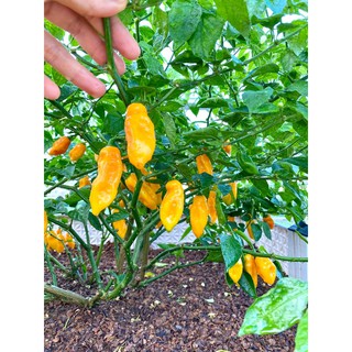 [Hạt Giống Mỹ] Ớt Siêu Cay Habanero Vàng (Gói lẻ 10 hạt)