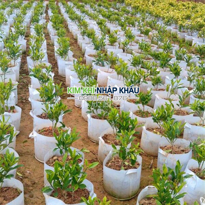 5 Túi vải trồng cây kích thước 35x30 - CH32.2